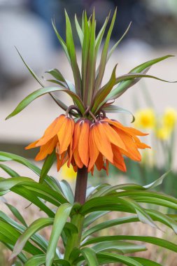Çiçek açan bir imparatorluk saçaklarının (fritillaria emperialis) kapanışı