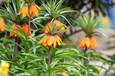 Çiçek açan imparatorluk saçaklarına (fritillaria emperialis) yakın plan