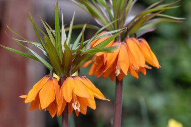 Çiçek açan bir imparatorluk saçaklarının (fritillaria emperialis) kapanışı