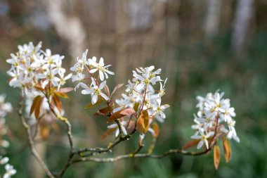 Çiçek açan yumuşak servis çileklerine (amelanchier laevis) yakın plan
