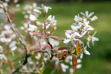 Çiçek açan yumuşak servis çileklerine (amelanchier laevis) yakın plan