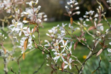 Çiçek açan yumuşak servis çileklerine (amelanchier laevis) yakın plan