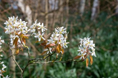 Çiçek açan yumuşak servis çileklerine (amelanchier laevis) yakın plan