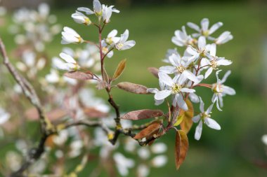 Çiçek açan yumuşak servis çileklerine (amelanchier laevis) yakın plan