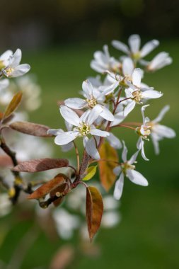 Çiçek açan yumuşak servis çileklerine (amelanchier laevis) yakın plan