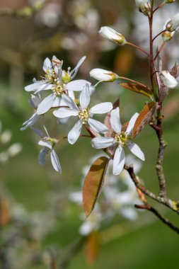 Çiçek açan yumuşak servis çileklerine (amelanchier laevis) yakın plan