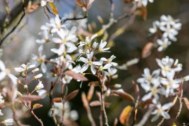 Çiçek açan yumuşak servis çileklerine (amelanchier laevis) yakın plan