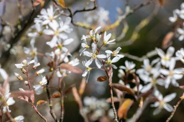 Çiçek açan yumuşak servis çileklerine (amelanchier laevis) yakın plan