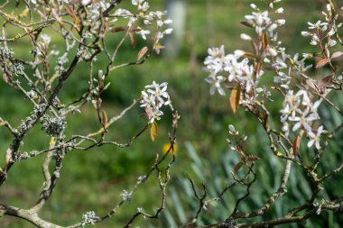 Çiçek açan yumuşak servis çileklerine (amelanchier laevis) yakın plan