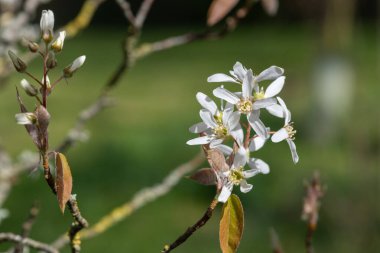 Çiçek açan yumuşak servis çileklerine (amelanchier laevis) yakın plan