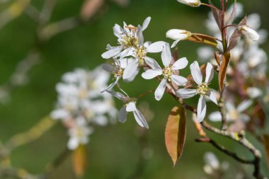 Çiçek açan yumuşak servis çileklerine (amelanchier laevis) yakın plan
