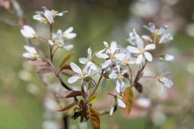 Çiçek açan yumuşak servis çileklerine (amelanchier laevis) yakın plan