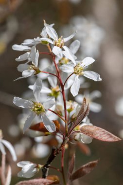 Çiçek açan yumuşak servis çileklerine (amelanchier laevis) yakın plan