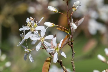 Çiçek açan yumuşak servis çileklerine (amelanchier laevis) yakın plan