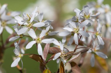 Çiçek açan yumuşak servis çileklerine (amelanchier laevis) yakın plan