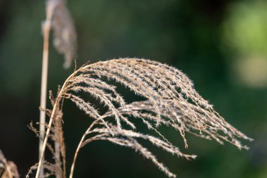 Çin gümüşi çimlerini kapatın (miscanthus sinensis)