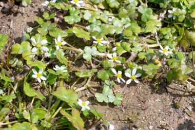 Çiçekler açan sarmaşık yapraklı ayaklara (ranunculus hederaceus) yakın çekim