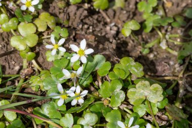 Çiçekler açan sarmaşık yapraklı ayaklara (ranunculus hederaceus) yakın çekim