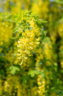 Çiçek açan laburum (laburnum anagyroides) çiçeklerini kapat