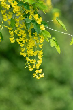 Çiçek açan laburum (laburnum anagyroides) çiçeklerini kapat