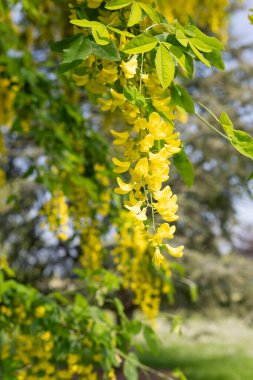Çiçek açan laburum (laburnum anagyroides) çiçeklerini kapat