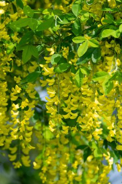 Çiçek açan laburum (laburnum anagyroides) çiçeklerini kapat