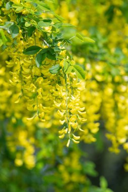 Çiçek açan laburum (laburnum anagyroides) çiçeklerini kapat