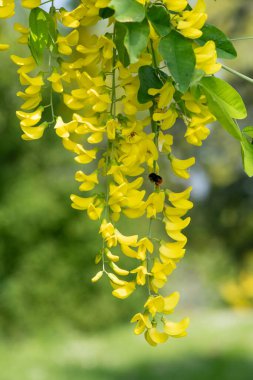 Çiçek açan laburum (laburnum anagyroides) çiçeklerini kapat