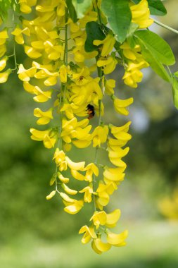 Çiçek açan laburum (laburnum anagyroides) çiçeklerini kapat