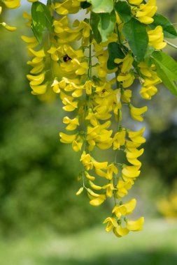 Çiçek açan laburum (laburnum anagyroides) çiçeklerini kapat
