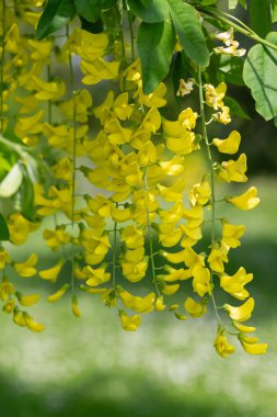 Çiçek açan laburum (laburnum anagyroides) çiçeklerini kapat