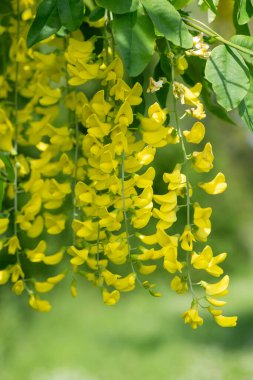 Çiçek açan laburum (laburnum anagyroides) çiçeklerini kapat