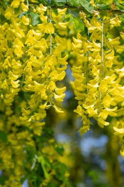 Çiçek açan laburum (laburnum anagyroides) çiçeklerini kapat