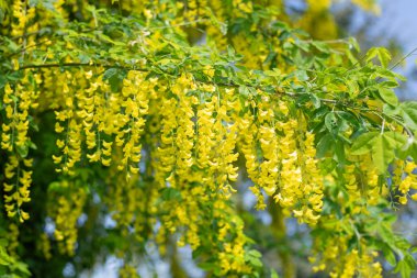 Çiçek açan laburum (laburnum anagyroides) çiçeklerini kapat