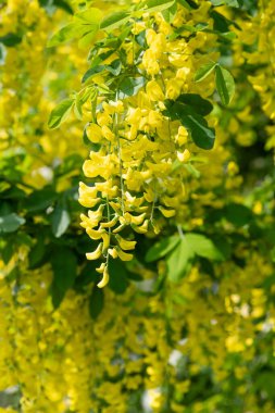 Çiçek açan laburum (laburnum anagyroides) çiçeklerini kapat