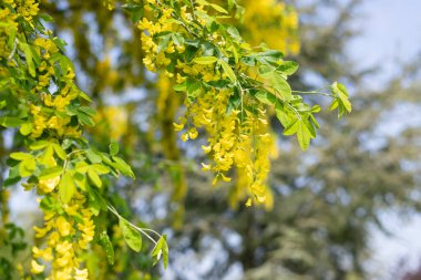 Çiçek açan laburum (laburnum anagyroides) çiçeklerini kapat