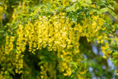 Çiçek açan laburum (laburnum anagyroides) çiçeklerini kapat