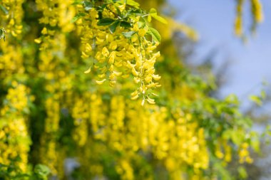 Çiçek açan laburum (laburnum anagyroides) çiçeklerini kapat