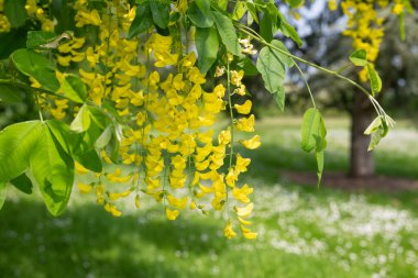 Çiçek açan laburum (laburnum anagyroides) çiçeklerini kapat