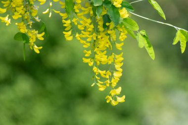 Çiçek açan laburum (laburnum anagyroides) çiçeklerini kapat