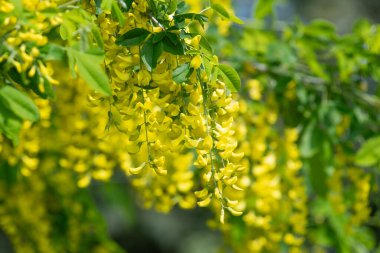 Çiçek açan laburum (laburnum anagyroides) çiçeklerini kapat