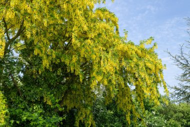 Çiçek açan laburum (laburnum anagyroides) çiçeklerini kapat