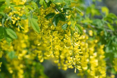 Çiçek açan laburum (laburnum anagyroides) çiçeklerini kapat