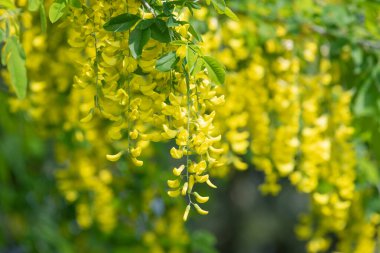 Çiçek açan laburum (laburnum anagyroides) çiçeklerini kapat