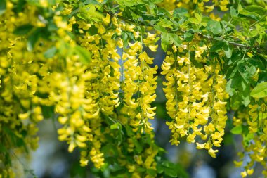 Çiçek açan laburum (laburnum anagyroides) çiçeklerini kapat