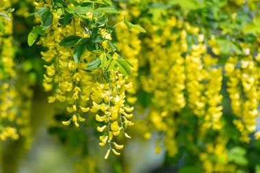 Çiçek açan laburum (laburnum anagyroides) çiçeklerini kapat