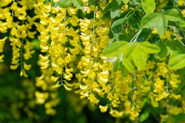Çiçek açan laburum (laburnum anagyroides) çiçeklerini kapat