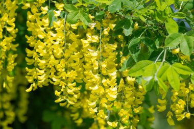 Çiçek açan laburum (laburnum anagyroides) çiçeklerini kapat