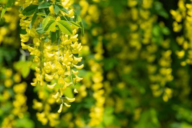 Çiçek açan laburum (laburnum anagyroides) çiçeklerini kapat