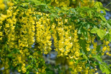Çiçek açan laburum (laburnum anagyroides) çiçeklerini kapat